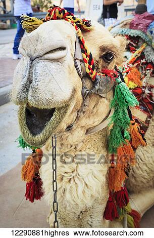 A camel decorated in colourful tassels; Jerusalem, Israel View Large Photo Image Stock Photograph - A camel decorated in colourful tassels; Jerusalem, Israel. Fotosearch