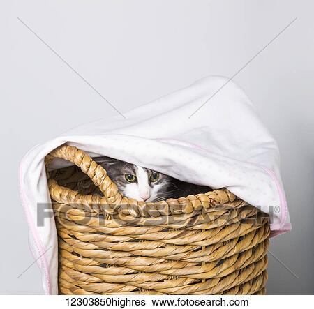 A cat peeking it's head out of wicker basket covered with a blanket in a studio with a white background; Edmonton, Alberta, Canada View Large Photo Image Stock Photograph - A cat peeking it's head out of wicker basket covered with a blanket in a studio with a white background; Edmonton, Alberta, Canada. Fotosearch
