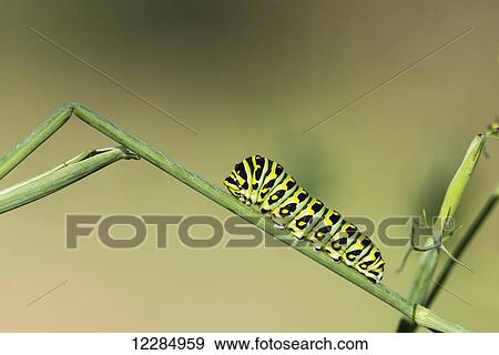Stock Photo - A caterpillar dines on a dill plant; Astoria, Oregon, United States of America. Fotosearch