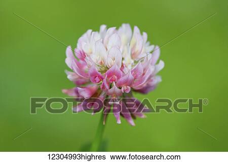 Stock Photograph - A close up of a clover blossom in summer in Palmer, Southcentral Alaska.. Fotosearch