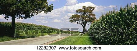 A country road runs between two field of maturing, tasseled corn, near Xenia; Ohio, United States of America View Large Photo Image Stock Photo - A country road runs between two field of maturing, tasseled corn, near Xenia; Ohio, United States of America. Fotosearch