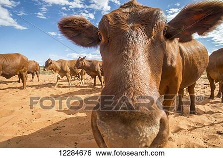 A cow from a herd gets close to the camera; Namibia View Large Photo Image Stock Photograph - A cow from a herd gets close to the camera; Namibia. Fotosearch