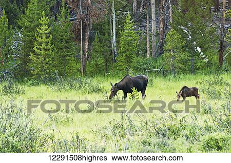 A cow moose and calf browse in the Kawuneeche Valley of Rocky Mountain National Park; Colorado, United States of America View Large Photo Image Stock Photograph - A cow moose and calf browse in the Kawuneeche Valley of Rocky Mountain National Park; Colorado, United States of America. Fotosearch