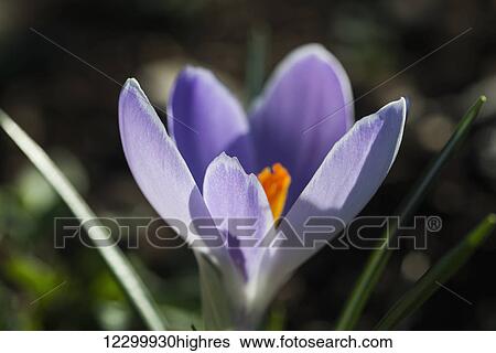 Stock Photograph - A crocus blooms in the garden; Astoria, Oregon, United States of America. Fotosearch