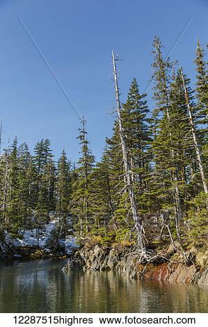 Stock Photograph - A dead evergreen tree sticks out along the shore of Prince William Sound on a clear day; Whittier, Alaska, United States of America. Fotosearch