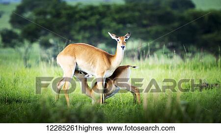 Stock Photograph - A doe nursing a fawn, Murchison Falls National Park; Uganda. Fotosearch