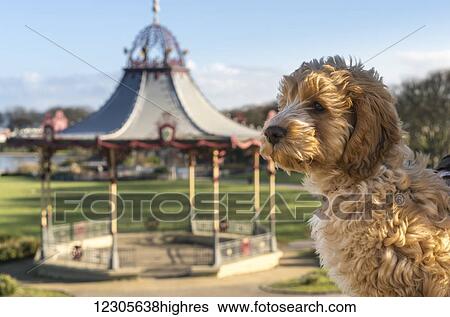 Stock Photograph - A dog sits in the foreground with a decorative gazebo in the background; South Shields, Tyne and Wear, England. Fotosearch
