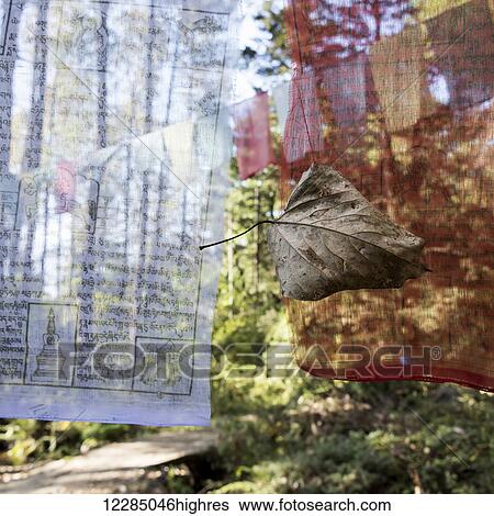 Stock Photograph - A dried leaf caught in a prayer flag; Paro, Bhutan. Fotosearch