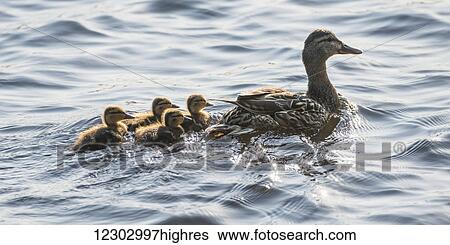 A duck being followed by her ducklings on Lake of the Woods; Ontario, Canada View Large Photo Image Stock Photograph - A duck being followed by her ducklings on Lake of the Woods; Ontario, Canada. Fotosearch