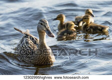 Stock Photograph - A duck with her ducklings on Lake of the Woods; Ontario, Canada. Fotosearch
