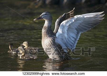 Stock Photograph - A duck with her ducklings on Lake of the Woods; Ontario, Canada. Fotosearch