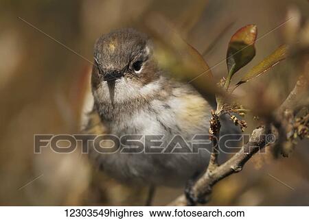 Stock Photograph - A female myrtle warbler (Setophaga coronata coronata) searches for insects high up in the oak trees; United States of America. Fotosearch