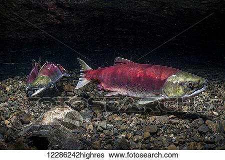 A female Sockeye Salmon (Oncorhynchus nerka) is positioned over her redd while competing jacks fight over her downstream, Alaska View Large Photo Image Stock Photograph - A female Sockeye Salmon (Oncorhynchus nerka) is positioned over her redd while competing jacks fight over her downstream, Alaska. Fotosearch