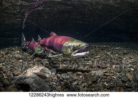 A female Sockeye Salmon (Oncorhynchus nerka) is positioned over her redd while competing jacks fight over her downstream, Alaska View Large Photo Image Stock Photograph - A female Sockeye Salmon (Oncorhynchus nerka) is positioned over her redd while competing jacks fight over her downstream, Alaska. Fotosearch