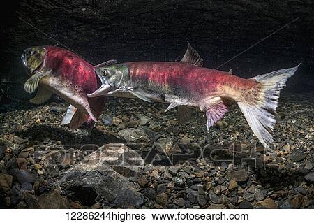 A female Sockeye Salmon (Oncorhynchus nerka) attacks another female, underwater view in an Alaskan stream during the summer. View Large Photo Image Stock Photograph - A female Sockeye Salmon (Oncorhynchus nerka) attacks another female, underwater view in an Alaskan stream during the summer.. Fotosearch