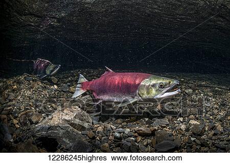 A female Sockeye Salmon (Oncorhynchus nerka) uses her anal fin to probe her redd while a jack is positioned downstream. Underwater view in an Alaskan stream during the summer. View Large Photo Image Stock Photograph - A female Sockeye Salmon (Oncorhynchus nerka) uses her anal fin to probe her redd while a jack is positioned downstream. Underwater view in an Alaskan stream during the summer.. Fotosearch