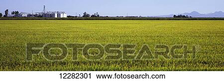 A field of young rice is seen in early fall with grain elevators, mountains and blue sky in the background, Central Valley; Maxwell, California, United States of America View Large Photo Image Stock Image - A field of young rice is seen in early fall with grain elevators, mountains and blue sky in the background, Central Valley; Maxwell, California, United States of America. Fotosearch