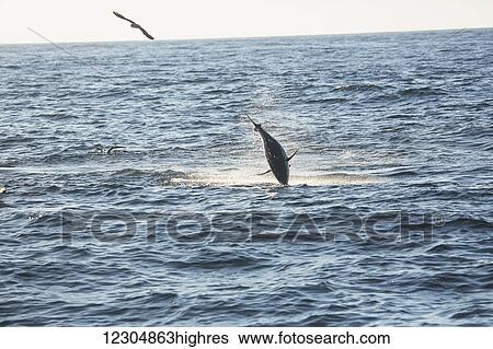 Stock Photograph - A fish jumping out of the water and a bird flying over the surface of the Atlantic Ocean; Cape Cod, Massachusetts, United States of America. Fotosearch