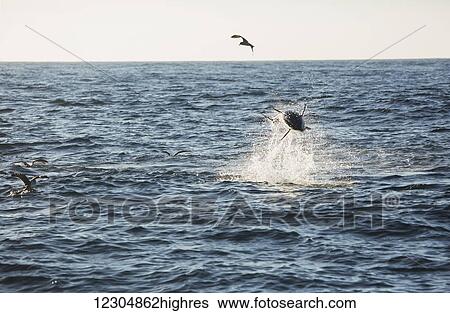 A fish jumping out of the water with birds flying over the surface of the Atlantic Ocean; Cape Cod, Massachusetts, United States of America View Large Photo Image Stock Photograph - A fish jumping out of the water with birds flying over the surface of the Atlantic Ocean; Cape Cod, Massachusetts, United States of America. Fotosearch
