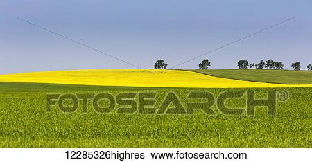 A flowering canola field framed by green fields with trees and blue sky; Acme, Alberta, Canada View Large Photo Image Stock Photograph - A flowering canola field framed by green fields with trees and blue sky; Acme, Alberta, Canada. Fotosearch
