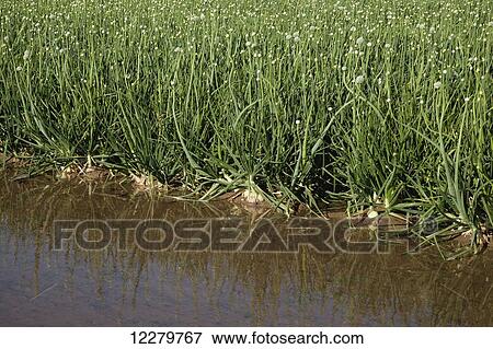 A furrow of irrigation water abuts a field of mature white onions showing buds and flower heads, Imperial Valley; Imperial, California, United States of America View Large Photo Image Stock Photo - A furrow of irrigation water abuts a field of mature white onions showing buds and flower heads, Imperial Valley; Imperial, California, United States of America. Fotosearch