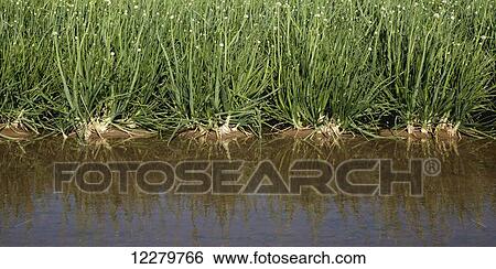 Stock Photograph - A furrow of irrigation water abuts a field of mature white onions showing buds and flower heads, Imperial Valley; Imperial, California, United States of America. Fotosearch