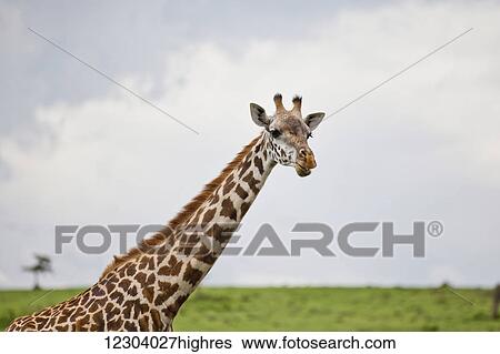 A giraffe (Giraffa camelopardalis) on Crescent Island on Lake Naivasha; Naivasha, Kenya View Large Photo Image Stock Photograph - A giraffe (Giraffa camelopardalis) on Crescent Island on Lake Naivasha; Naivasha, Kenya. Fotosearch