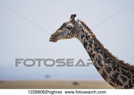 A giraffe (Giraffa camelopardalis) stretches out its head and neck on the African savannah in the sunshine with a couple of small acacia trees in the background; Narok, Kenya View Large Photo Image Stock Photograph - A giraffe (Giraffa camelopardalis) stretches out its head and neck on the African savannah in the sunshine with a couple of small acacia trees in the background; Narok, Kenya. Fotosearch