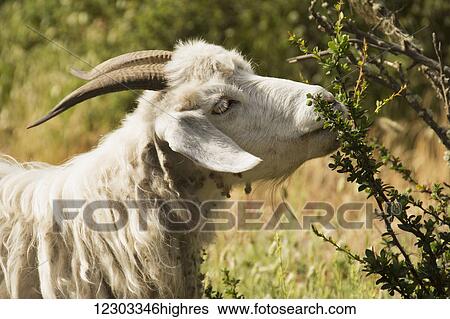 A goat is feeding from a bush; Argentina View Large Photo Image Stock Photograph - A goat is feeding from a bush; Argentina. Fotosearch
