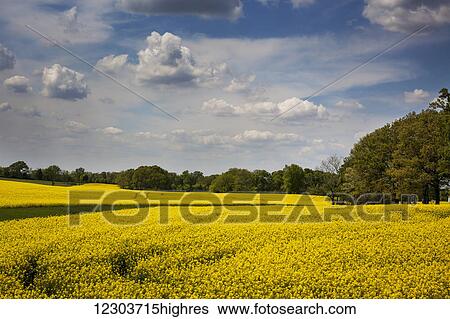 A golden-colored agricultural crop field with white clouds in the sky and green tree line in the distance; Kentucky, United States of America View Large Photo Image Stock Photograph - A golden-colored agricultural crop field with white clouds in the sky and green tree line in the distance; Kentucky, United States of America. Fotosearch