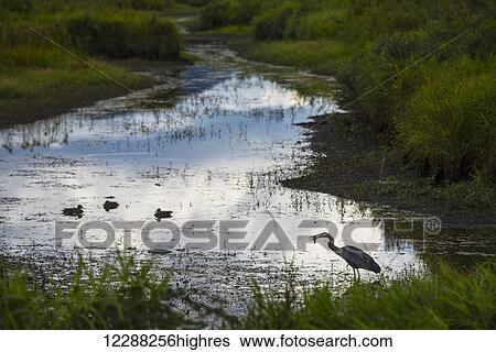 A great blue heron (Ardea herodias) prepares to swallow a fish in the polder wetlands; Pitt Meadows, British Columbia, Canada View Large Photo Image Stock Photograph - A great blue heron (Ardea herodias) prepares to swallow a fish in the polder wetlands; Pitt Meadows, British Columbia, Canada. Fotosearch