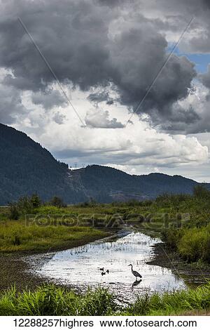 A great blue heron (Ardea herodias) fishing in the polder wetlands; Pitt Meadows, British Columbia, Canada View Large Photo Image Stock Photograph - A great blue heron (Ardea herodias) fishing in the polder wetlands; Pitt Meadows, British Columbia, Canada. Fotosearch