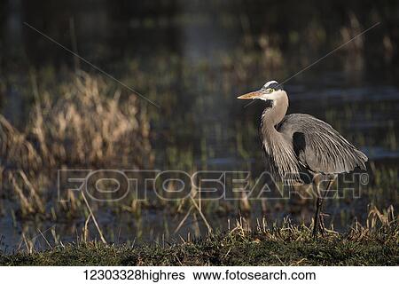 Stock Photograph - A Great Blue Heron (Ardea herodias) looks for breakfast; Ridgefield, Washington, United States of America. Fotosearch