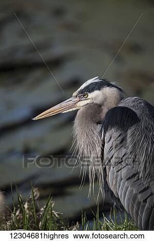 A Great Blue Heron (Ardea herodias) waits patiently for a fish to swim into range; Ridgefield, Washington, United States of America View Large Photo Image Stock Photograph - A Great Blue Heron (Ardea herodias) waits patiently for a fish to swim into range; Ridgefield, Washington, United States of America. Fotosearch