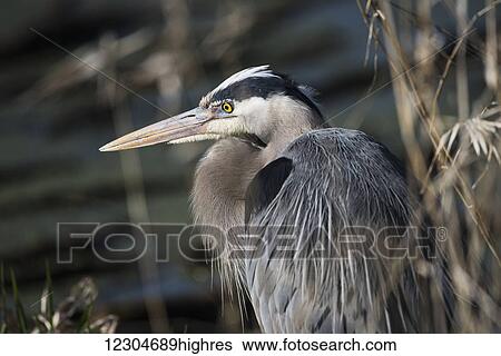 A Great Blue Heron (Ardea herodias) waits patiently for a fish to swim into range; Ridgefield, Washington, United States of America View Large Photo Image Stock Photograph - A Great Blue Heron (Ardea herodias) waits patiently for a fish to swim into range; Ridgefield, Washington, United States of America. Fotosearch