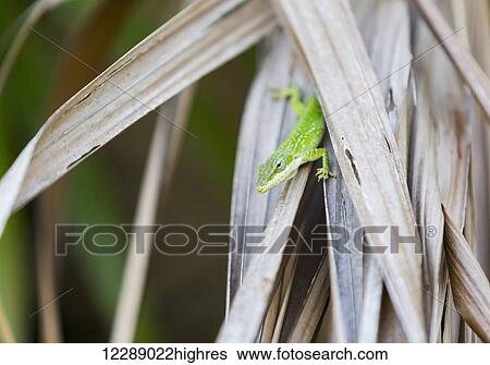 A green anole lizard peeks out from dried palm leaves in a garden; Varadero, Cuba View Large Photo Image Stock Photograph - A green anole lizard peeks out from dried palm leaves in a garden; Varadero, Cuba. Fotosearch