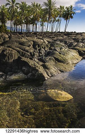 A green turtle floats in shallow waters at Puuhonua O Honaunau National Historic Park; Island of Hawaii, Hawaii, United States of America View Large Photo Image Stock Photograph - A green turtle floats in shallow waters at Puuhonua O Honaunau National Historic Park; Island of Hawaii, Hawaii, United States of America. Fotosearch