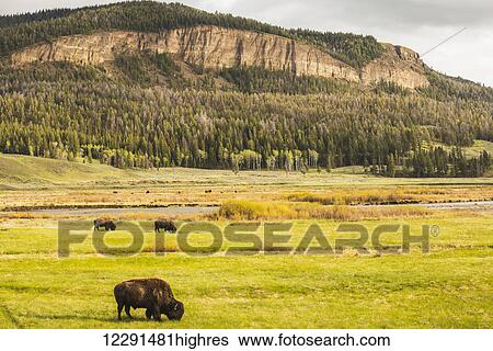 Stock Photograph - A group of American bison (bison bison) graze in the Lamar Valley in Yellowstone National Park; Wyoming, United States of America. Fotosearch