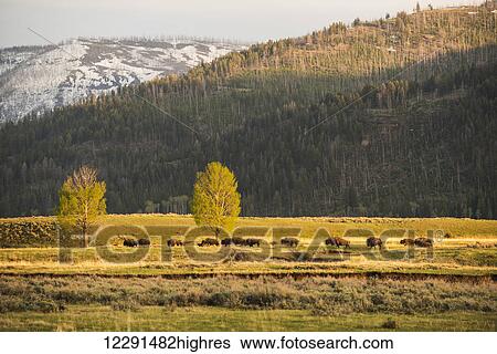 A group of American bison (bison bison) pass by in the Lamar Valley in Yellowstone National Park; Wyoming, United States of America View Large Photo Image Stock Photograph - A group of American bison (bison bison) pass by in the Lamar Valley in Yellowstone National Park; Wyoming, United States of America. Fotosearch