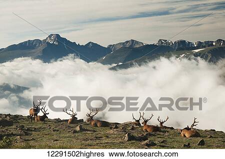 A group of bull elk (Cervus canadensis) rest in a rocky alpine meadow with Long's Peak in the background in Rocky Mountain National Park; Colorado, United States of America View Large Photo Image Stock Photograph - A group of bull elk (Cervus canadensis) rest in a rocky alpine meadow with Long's Peak in the background in Rocky Mountain National Park; Colorado, United States of America. Fotosearch