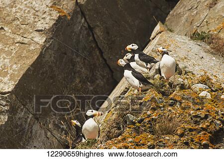Stock Photograph - A group of horned puffins rest on a rock on Chisik Island in the Tuxedni Wilderness Area, Alaska.. Fotosearch