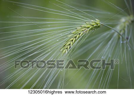 A head of barley in the green stage just after a summer rainfall, Palmer, Southcentral Alaska. View Large Photo Image Stock Photograph - A head of barley in the green stage just after a summer rainfall, Palmer, Southcentral Alaska.. Fotosearch
