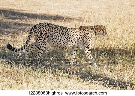 A heavily pregnant cheetah (Acinonyx jubatus) is prowling in the shade of a tree, looking for prey in the distance; Narok, Kenya View Large Photo Image Stock Photograph - A heavily pregnant cheetah (Acinonyx jubatus) is prowling in the shade of a tree, looking for prey in the distance; Narok, Kenya. Fotosearch