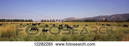 A herd of Black Angus cattle grazes in a meadow, hills and blue sky beyond; Pickletown, Utah, United States of America View Large Photo Image Stock Photography - A herd of Black Angus cattle grazes in a meadow, hills and blue sky beyond; Pickletown, Utah, United States of America. Fotosearch