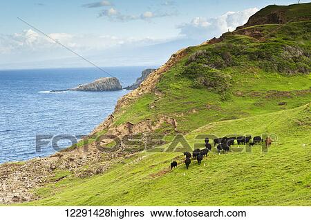Stock Photograph - A herd of cattle graze along the northwestern coast of Maui; Maui, Hawaii, United States of America. Fotosearch