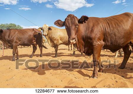 A herd of cows on sand; Namibia View Large Photo Image Stock Photo - A herd of cows on sand; Namibia. Fotosearch