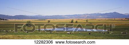 Stock Photograph - A herd of Holstein cattle graze and drink around Lake Henshaw, with meadows and mountains in the background; California, United States of America. Fotosearch