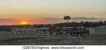 Stock Photograph - A herd of wildebeest (Connochaetes taurinus) migrates on the African savannah as the sun goes down in an orange glow, a single acacia tree stands out on the horizon; Narok, Kenya. Fotosearch