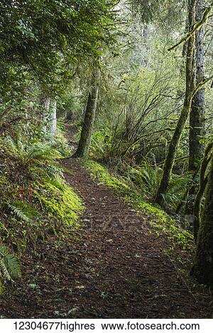 Stock Photograph - A hiking trail goes around Coffenbury Lake; Hammond, Oregon, United States of America. Fotosearch