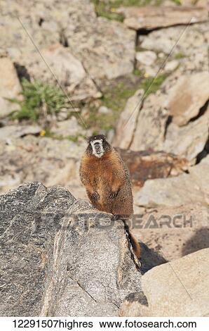 Stock Photograph - A hoary marmot (Marmota caligata) stands up on a rock in Rocky Mountain National Park; Colorado, United States of America. Fotosearch